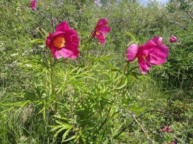 五月塔城山花节-巴尔鲁克山芍药谷(组图),图四