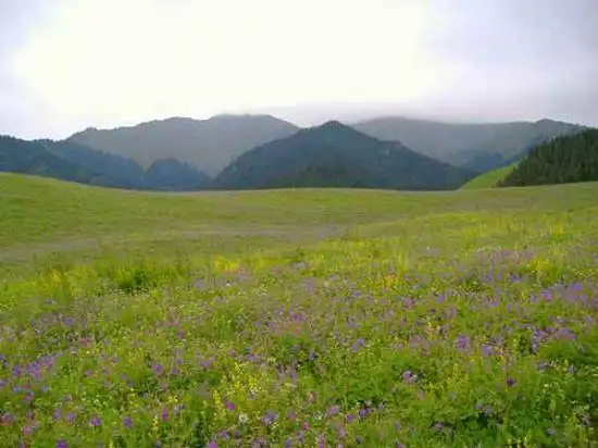 新疆7月的花儿沟组图