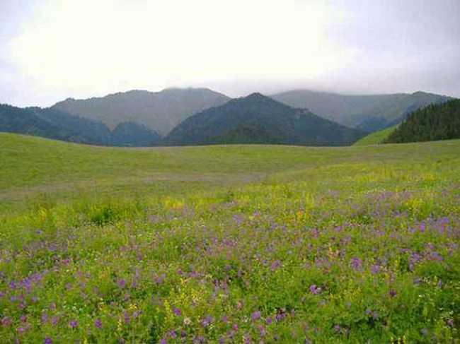 新疆7月的花儿沟组图,图六