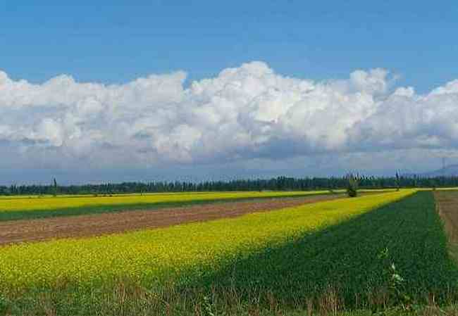 新疆库尔德宁风光,图二