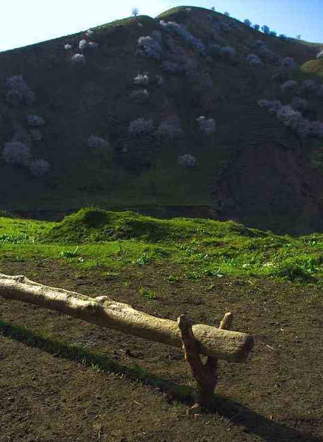 新疆新源县 原始杏树沟,图十