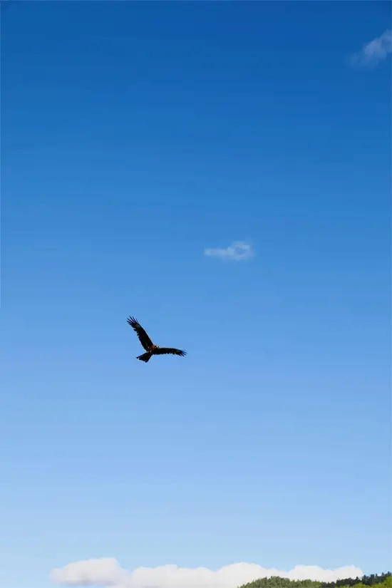 6月的禾木村美图