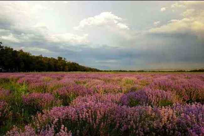 新疆八一农场,图三