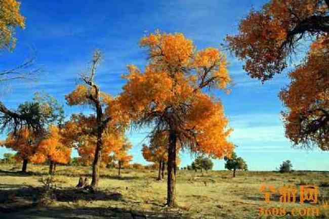 沙漠胡杨,图二