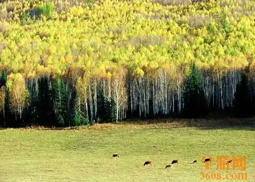 世外桃源白哈巴