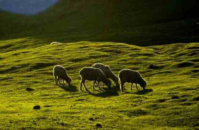 新疆江布拉克草原风光,图十二