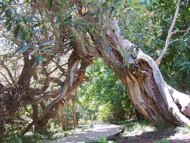 新疆--绿洲神木园,图五