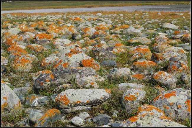 喀纳斯风光组图,图十四