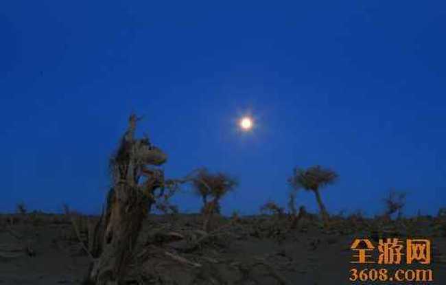 怪树林胡杨,图六