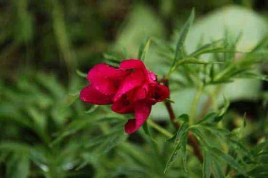 五月塔城山花节-巴尔鲁克山芍药谷(组图),图三