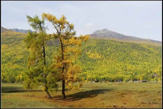 喀纳斯风光组图