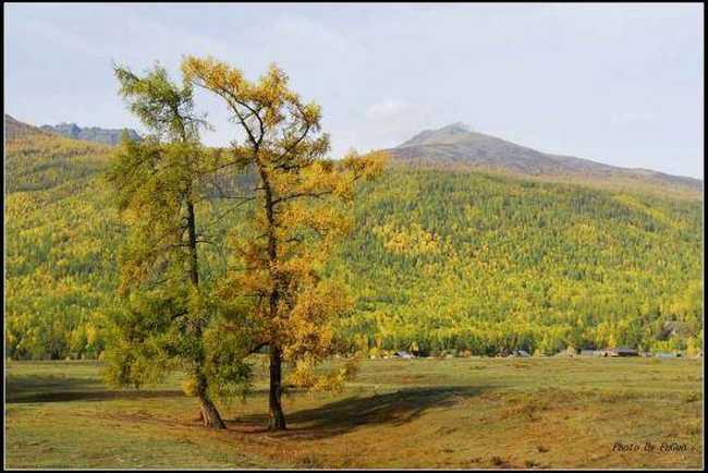 喀纳斯风光组图,图二