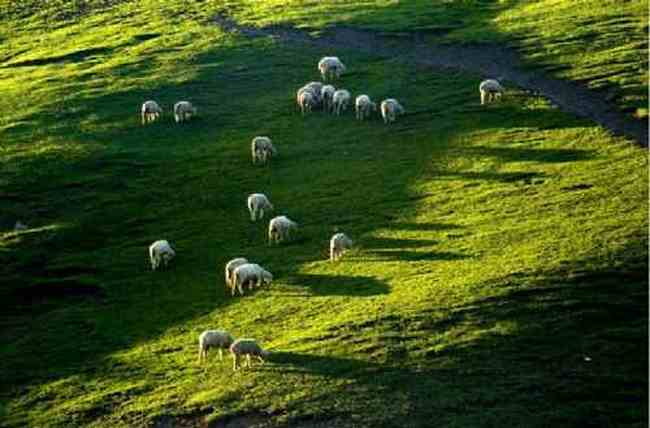 新疆江布拉克草原风光,图四