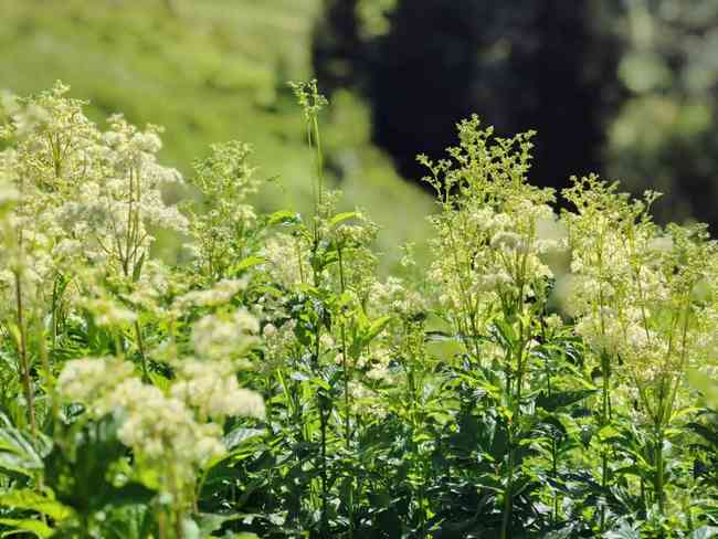 你的阿勒泰,图五