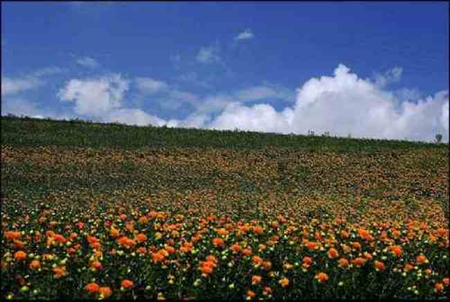 新疆刀條嶺風(fēng)光,圖二