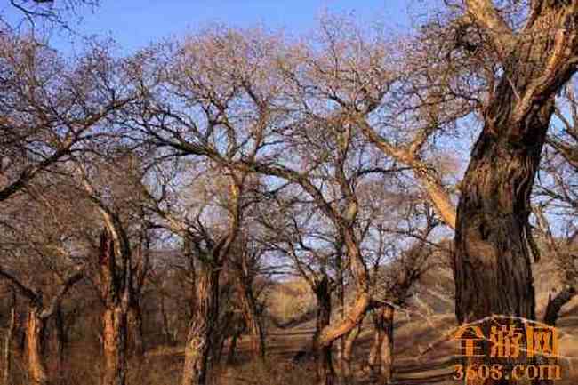 新疆自驾之旅（五）,图二十四