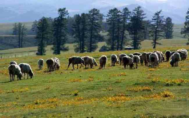 新疆 - 巴音布鲁克草原,图三