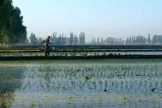 新疆米泉稻乡,图一