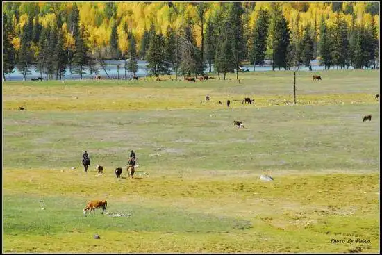 喀纳斯风光组图