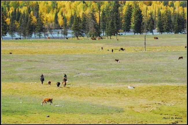 喀纳斯风光组图,图十五