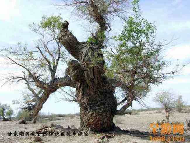 甘家湖神韵,图十八