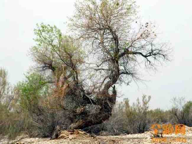 甘家湖神韵,图四