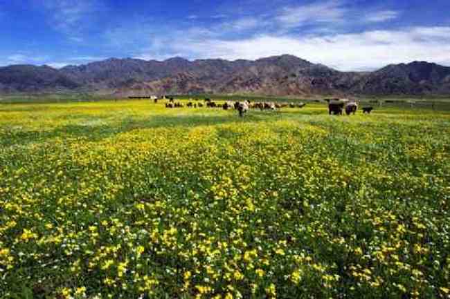 新疆新源风光,图九