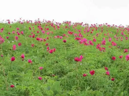 五月塔城山花节-巴尔鲁克山芍药谷(组图)