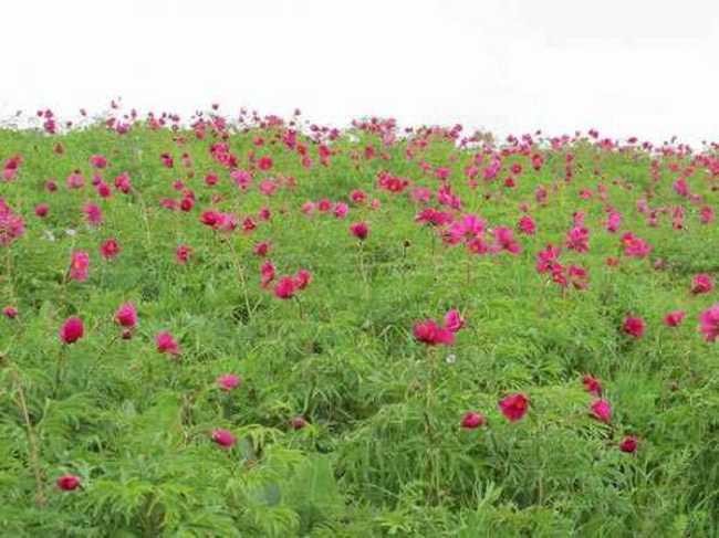 五月塔城山花节-巴尔鲁克山芍药谷(组图),图一
