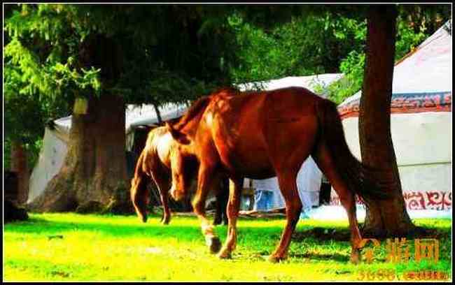 新疆库尔德宁,图六