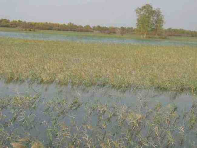 新疆 - 塔克拉玛的另一道风景,图三