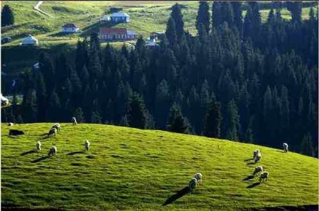 新疆江布拉克草原风光,图十四