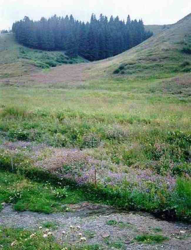 新疆 - 南山牧场,图七