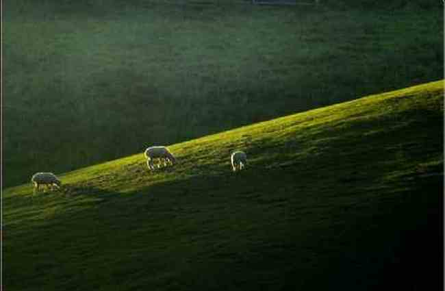 新疆江布拉克草原风光,图十九