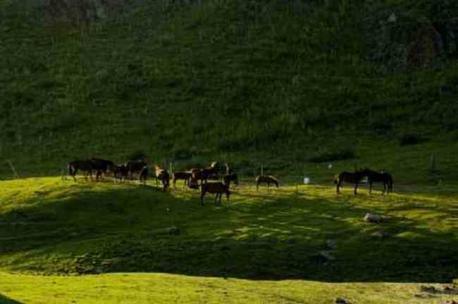 新疆江布拉克草原风光,图八