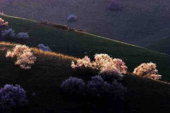 新疆新源县 原始杏树沟,图十三