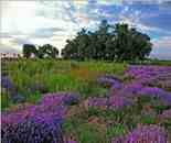 新疆八一農(nóng)場(chǎng)