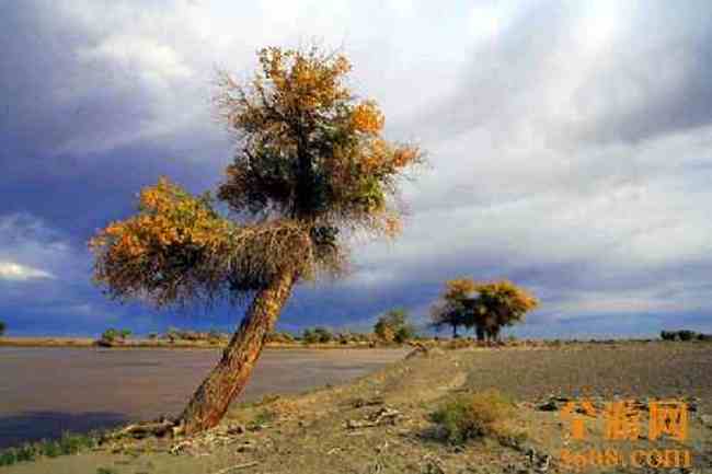 沙漠胡杨,图六