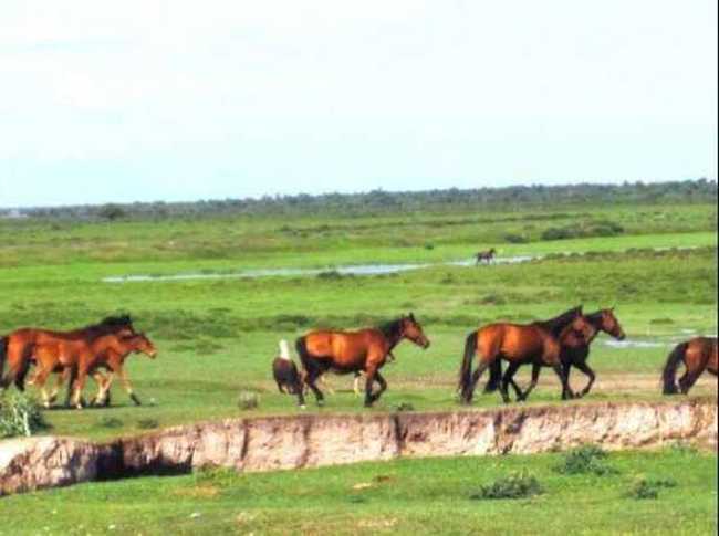 新疆天马之乡伊犁昭苏(组图),图三