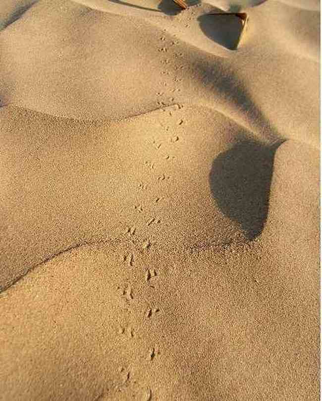 踏上塔克拉玛干大沙漠,图六