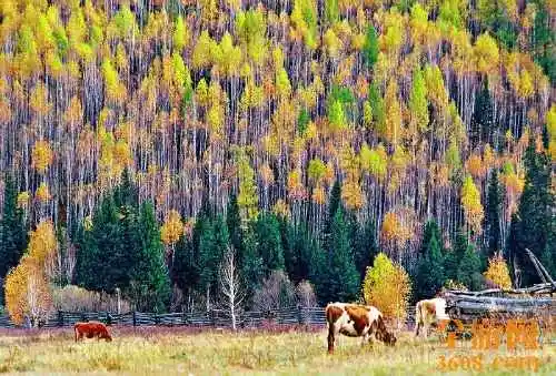 世外桃源白哈巴