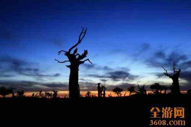 怪树林胡杨,图四