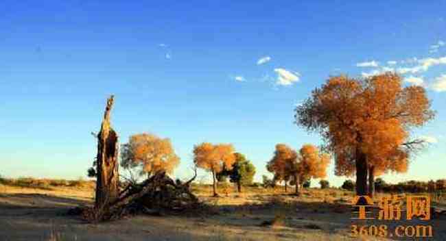 沙漠胡杨,图十五