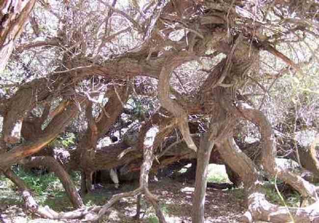 新疆--绿洲神木园,图四