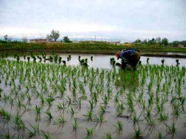 新疆米泉稻乡,图三