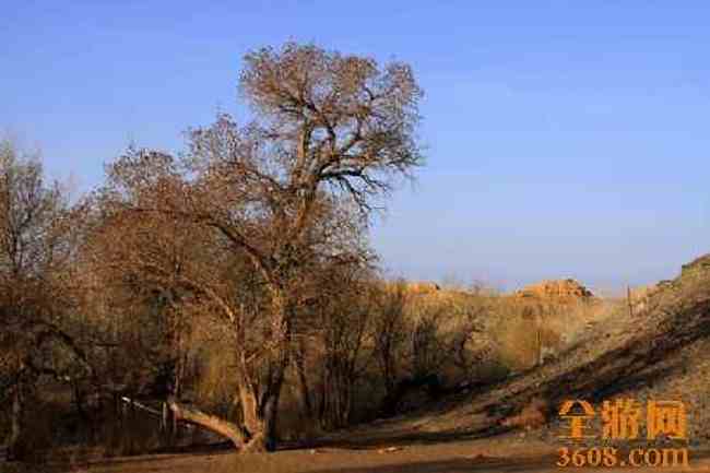 新疆自驾之旅（五）,图十九
