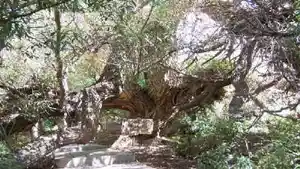 新疆--绿洲神木园