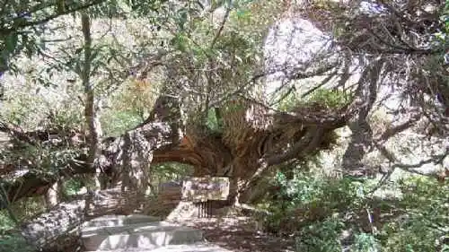 新疆--绿洲神木园