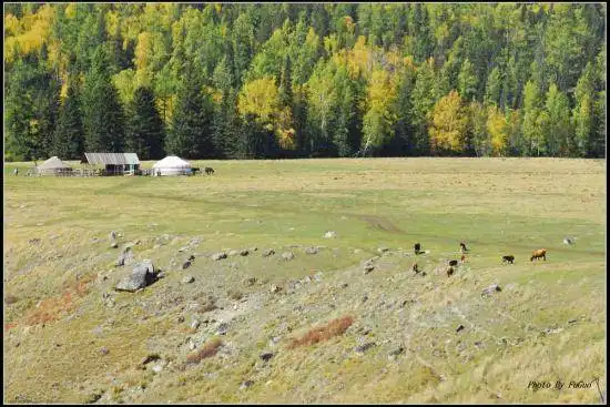 喀纳斯风光组图