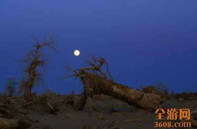 怪树林胡杨,图九